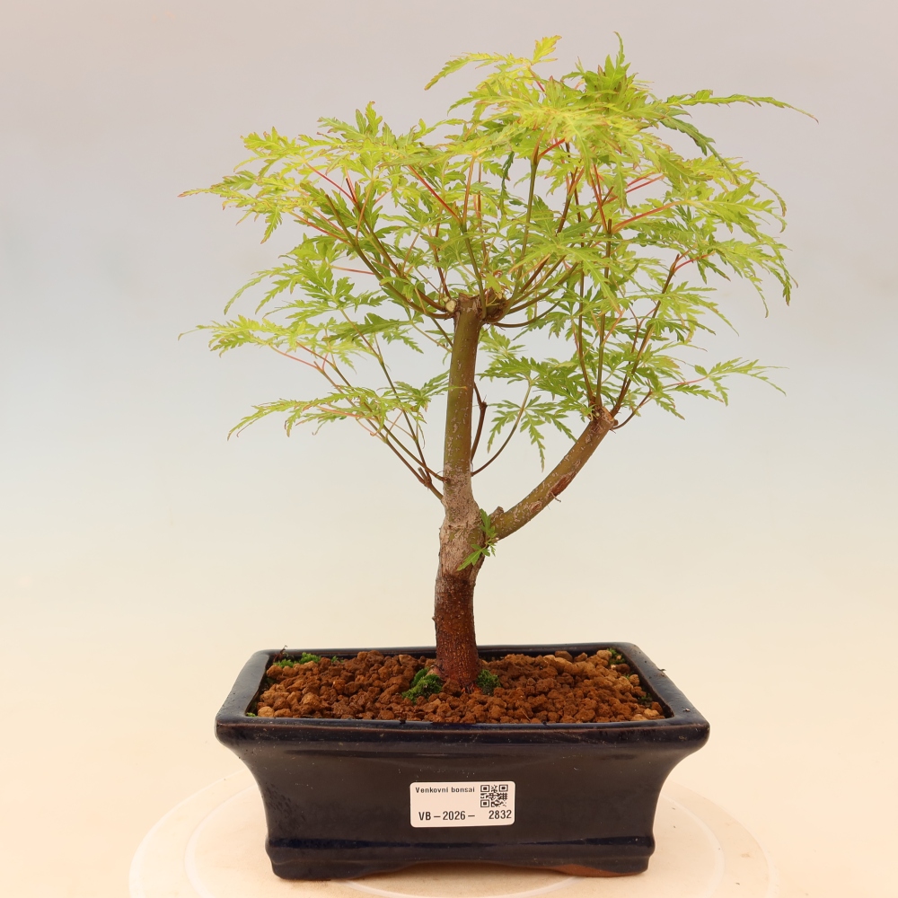 Bonsai für draußen - Acer palmatum Dissectum
