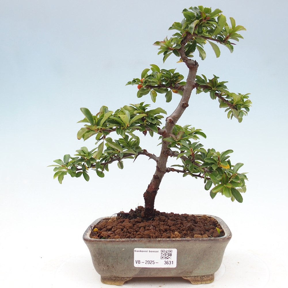 Freiland-Bonsai-Pyracantha Teton -Hlox