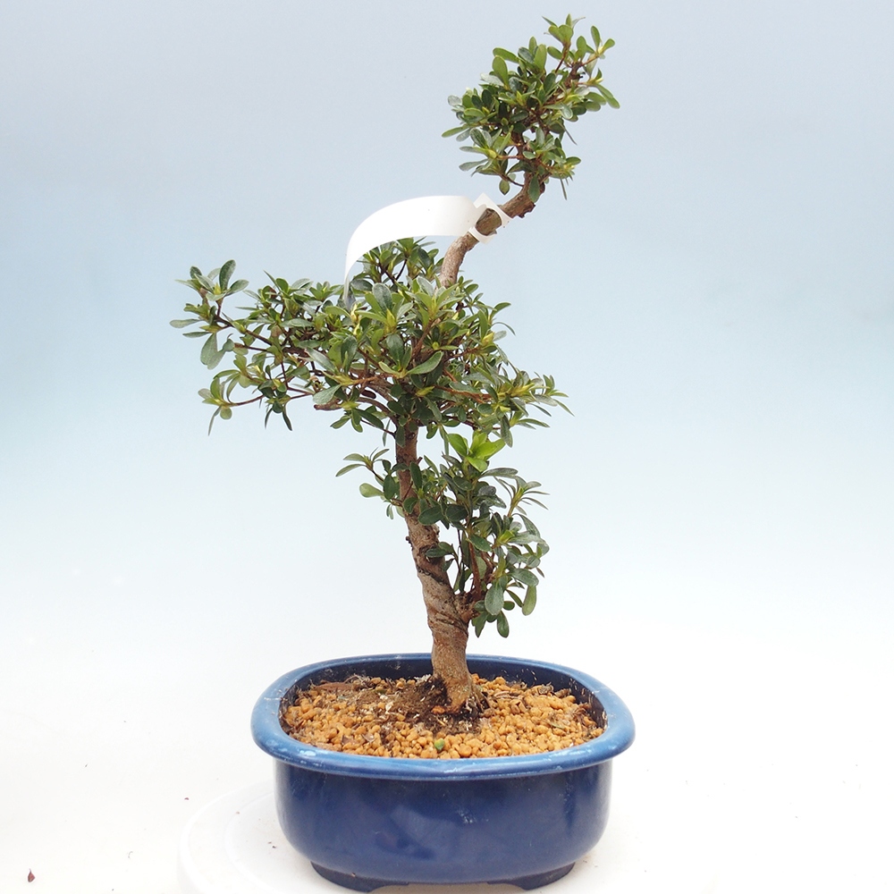 Bonsai für draußen - Japanische Azalee - Azalee Asahi-no-izumi