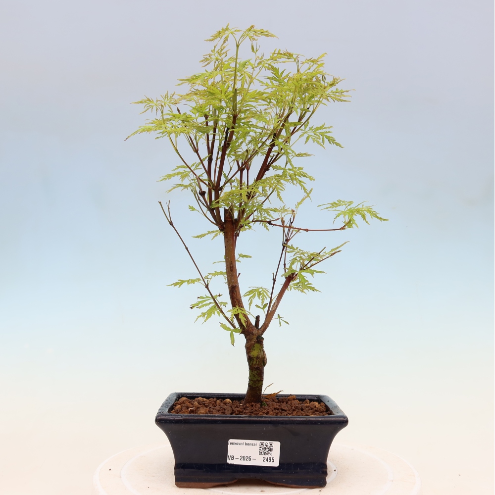 Bonsai für draußen - Acer palmatum Dissectum