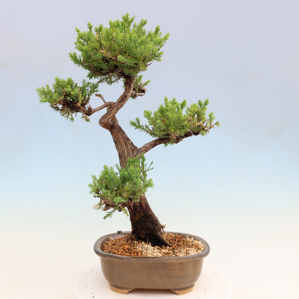 Bonsai für den Außenbereich – Juniperus squamata – Schuppiger Wacholder