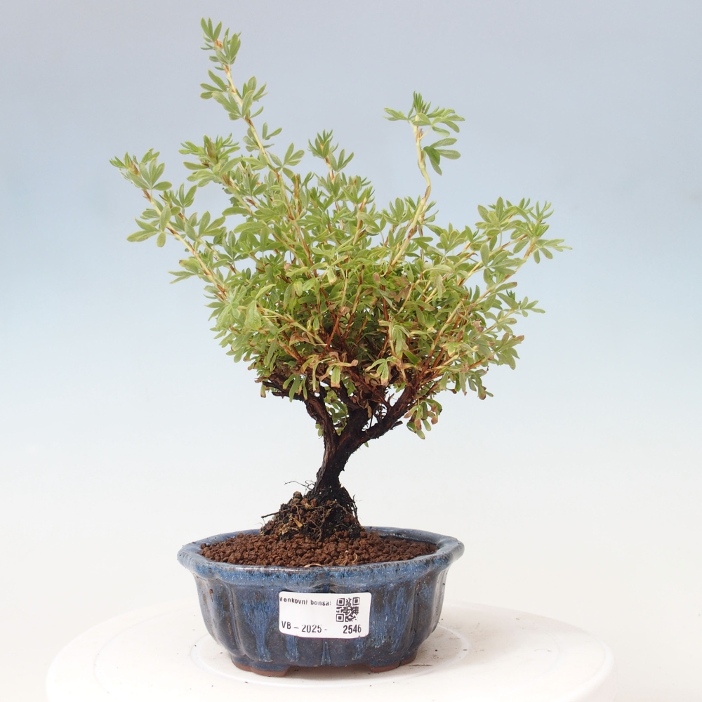 Bonsai für draußen - Potentila fruticosa gelber Vogel