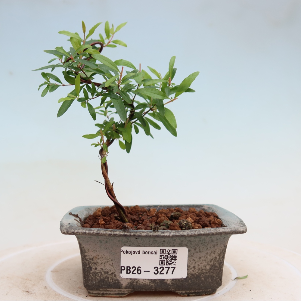 Zimmer-Bonsai-PUNICA granatum nana-Apfel-Granatapfel