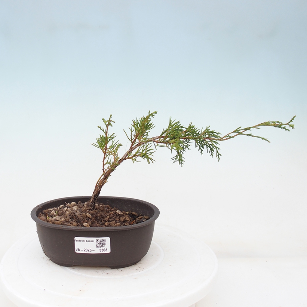 Bonsai für draußen - Juniperus chinensis Itoigawa