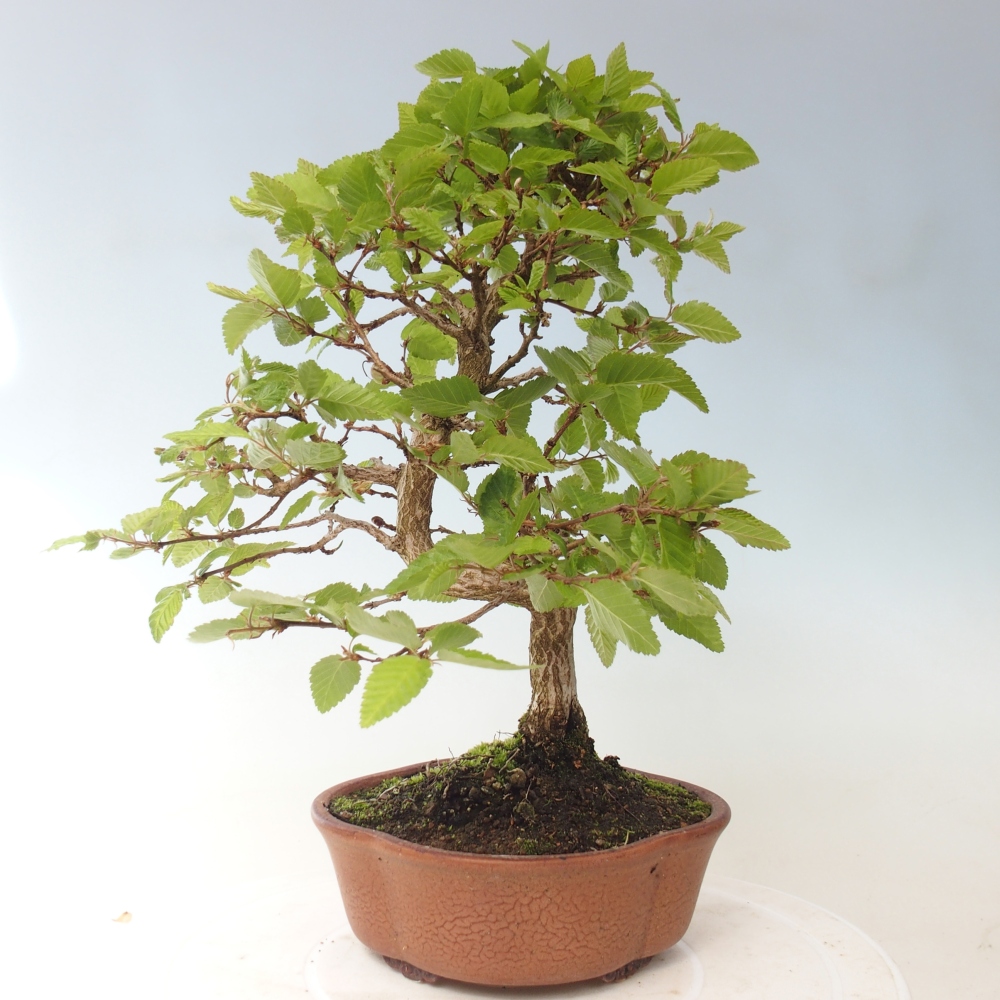 Bonsai für draußen -Carpinus CARPINOIDES - Koreanische Hainbuche
