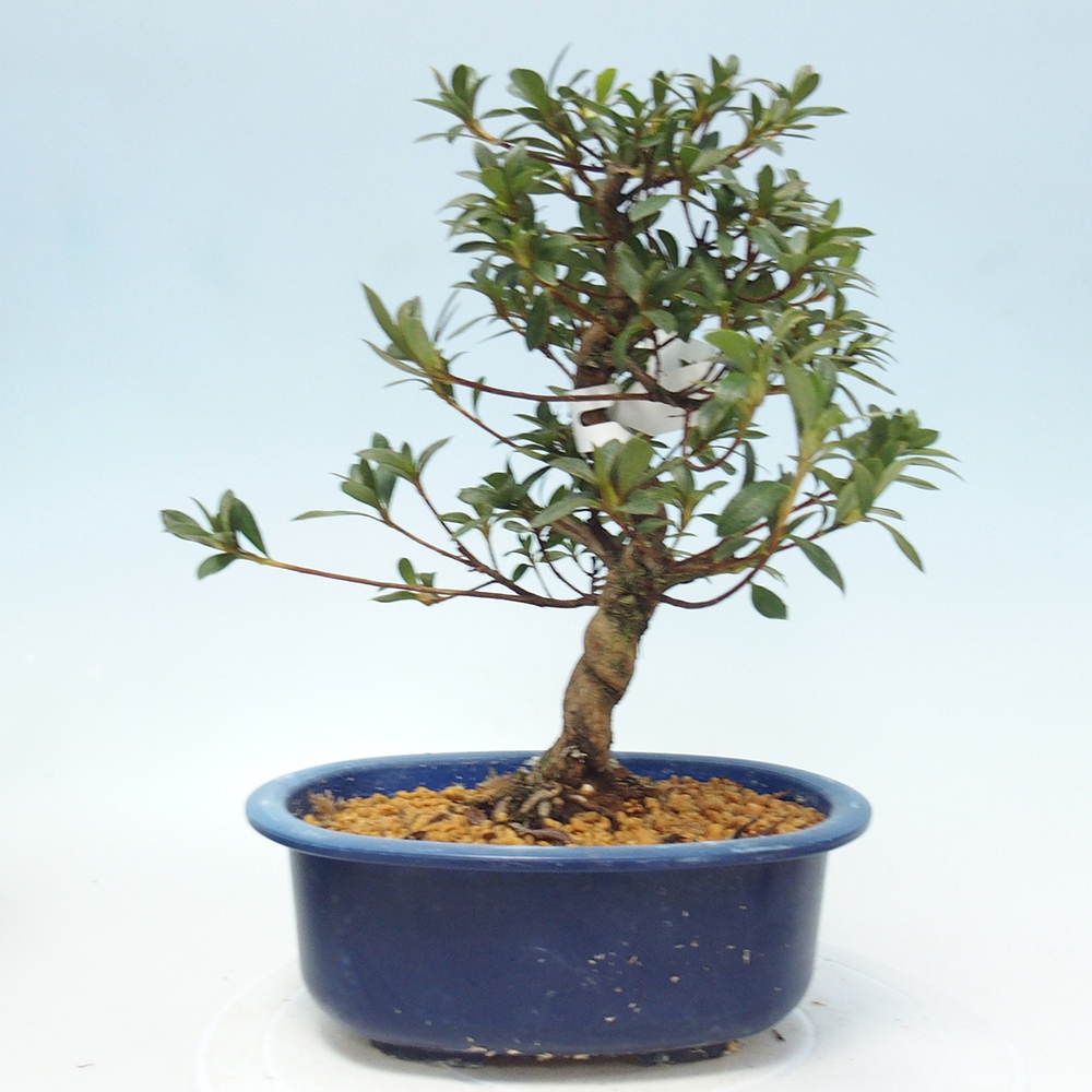 Bonsai für draußen - Japanische Azalee - Azalee Senhime