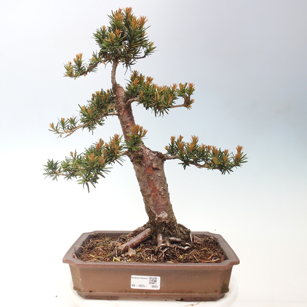 Bonsai für draußen - Taxus cuspidata - Japanische Eibe