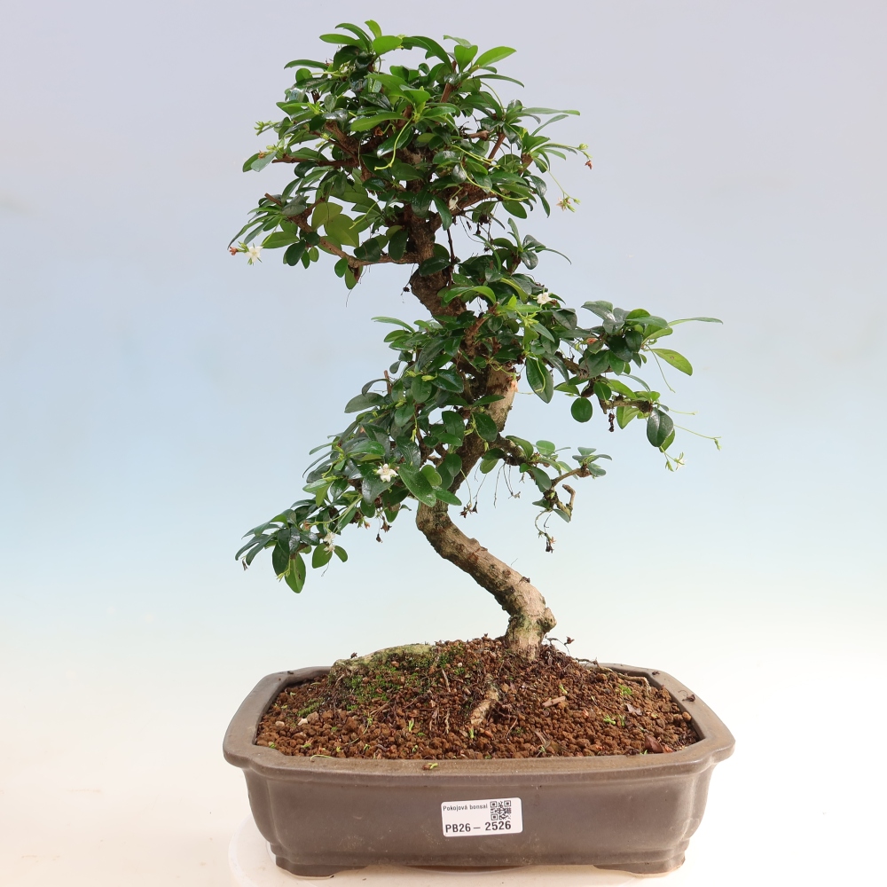 Zimmer-Bonsai - Carmona macrophylla - Tee-Fuki