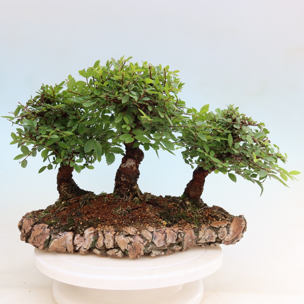 Bonsai für den Außenbereich – Zelkova – Zelkova NIRE – Wäldchen