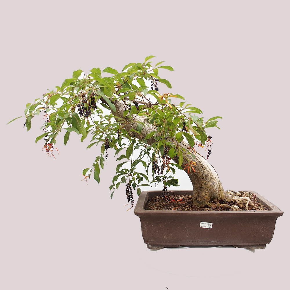 Zimmer Bonsai - Hamelia Patent