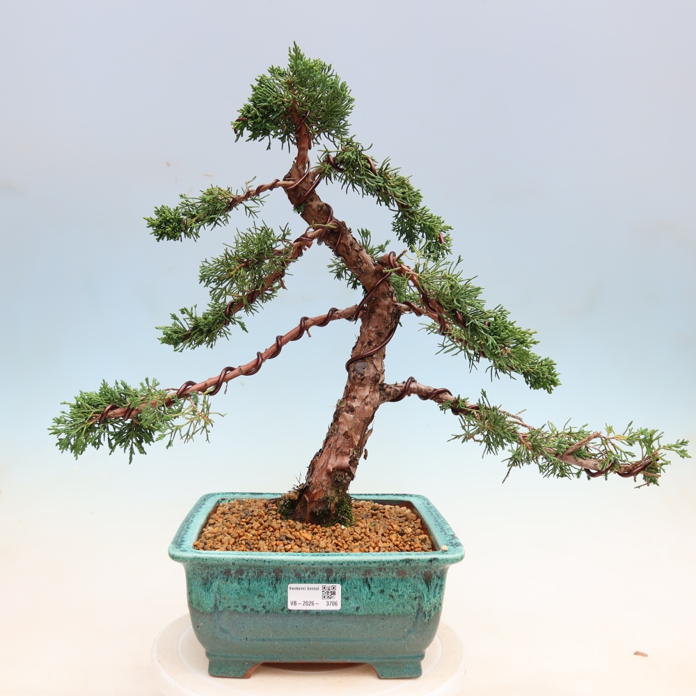 Bonsai für draußen - Juniperus chinensis Kishu