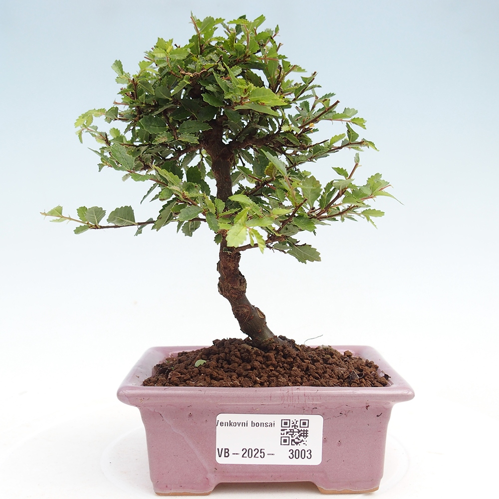Bonsai für draußen - Ulmus parvifolia Sagei - Kleinblättrige Ulme