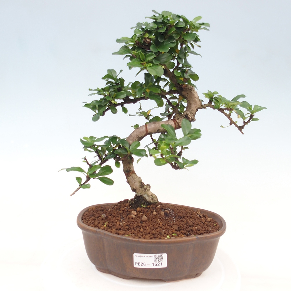 Zimmer-Bonsai - Carmona macrophylla - Tee-Fuki
