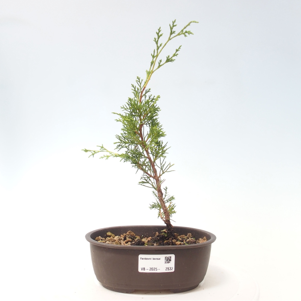 Bonsai für draußen - Juniperus chinensis Itoigawa