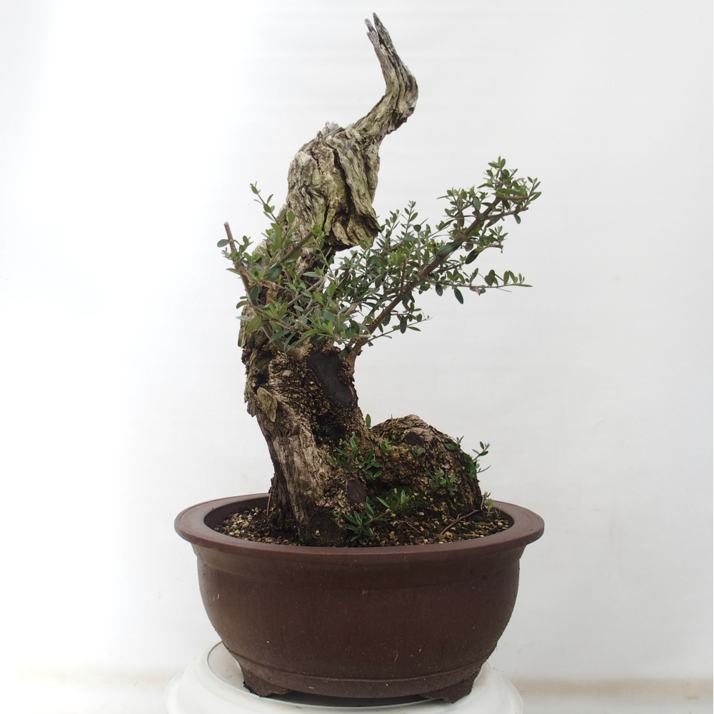Zimmerbonsai - Olea europaea sylvestris