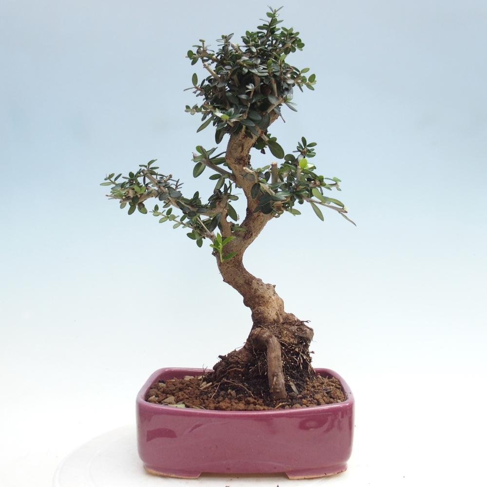 Zimmerbonsai - Olea europaea sylvestris