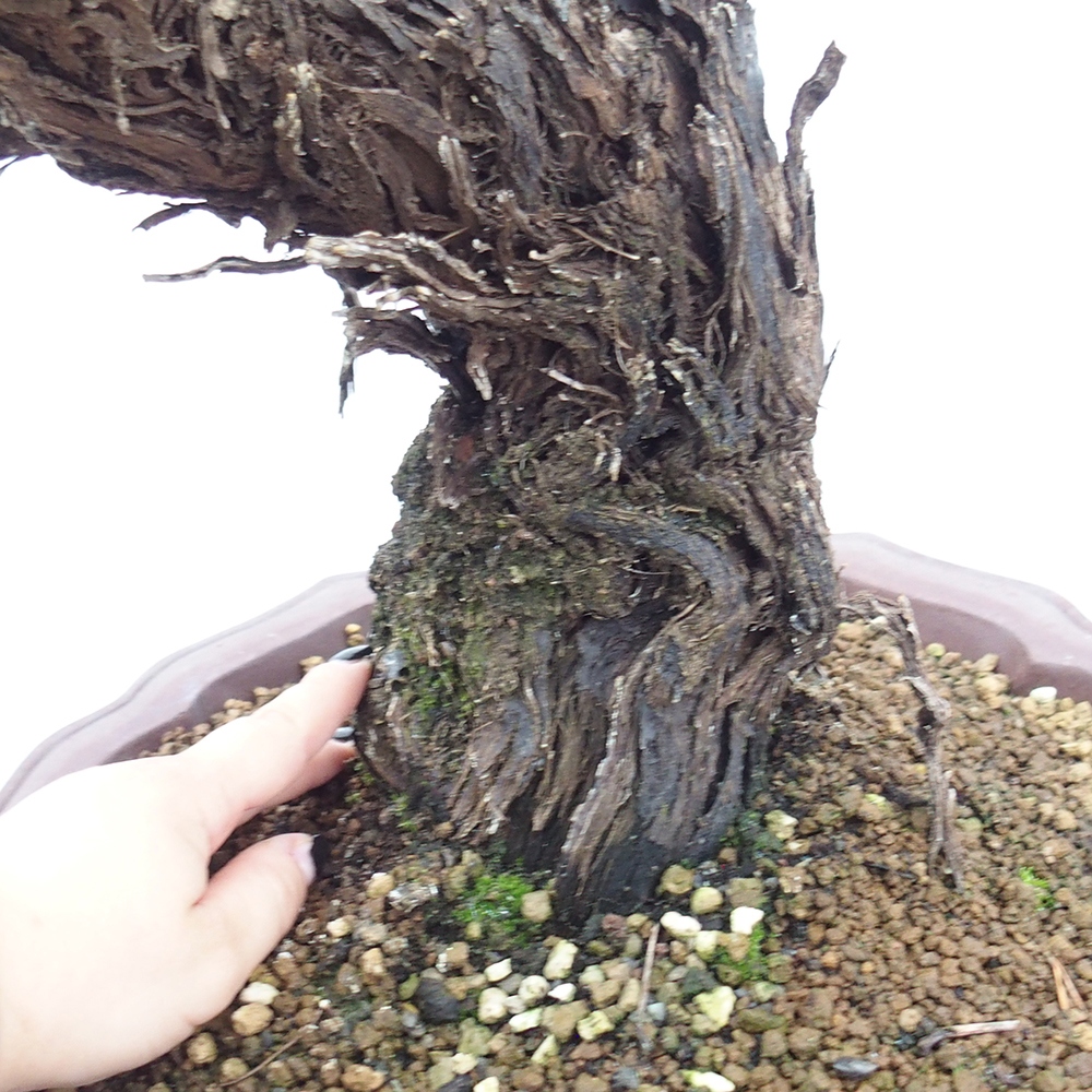 Bonsai für draußen - Vitis vinnifera MUSKAT ITALIA - Weinreben