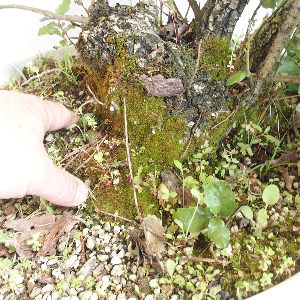 Außenbonsai Quercus Cerris - Eiche Cer