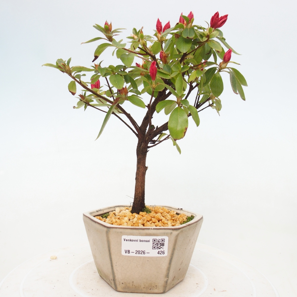 Bonsai für draußen - Japanische Azalee - Azalea sp.