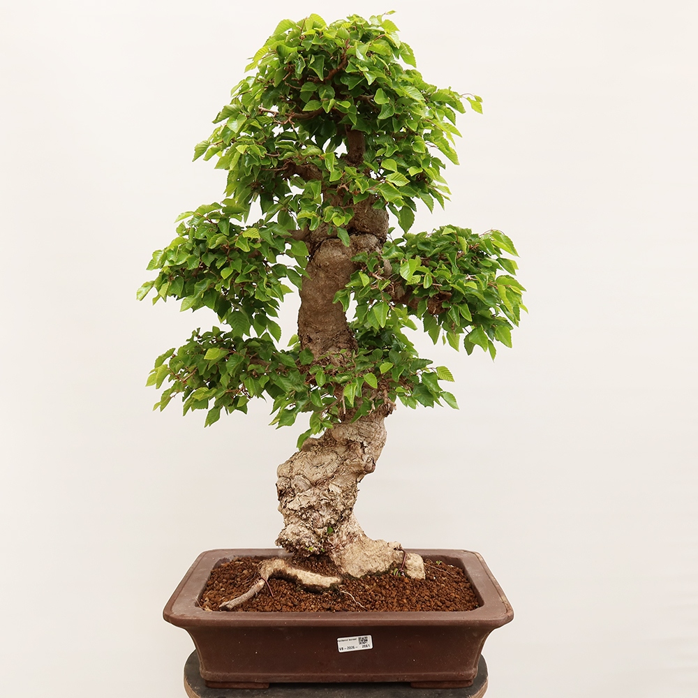 Bonsai für draußen - Karpinus Coreana - Koreanische Hainbuche