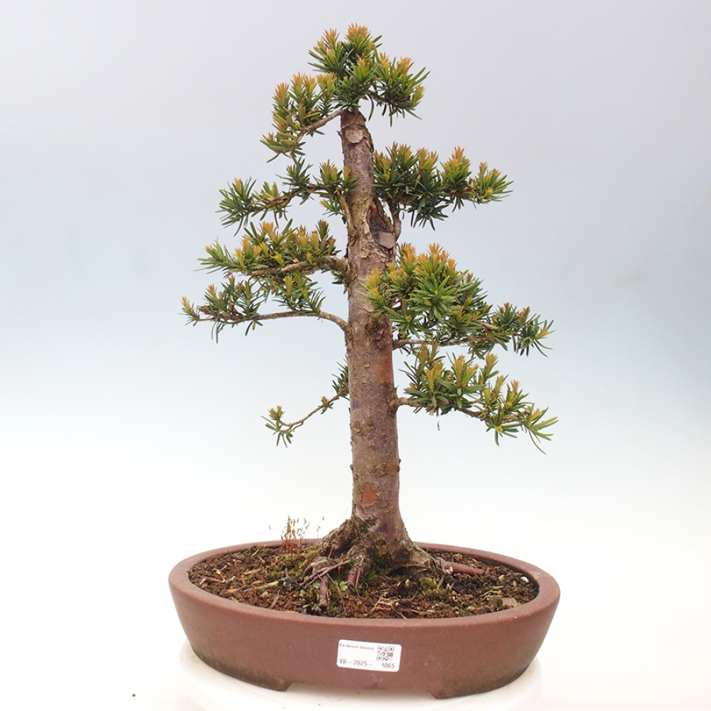 Bonsai für draußen - Taxus cuspidata - Japanische Eibe