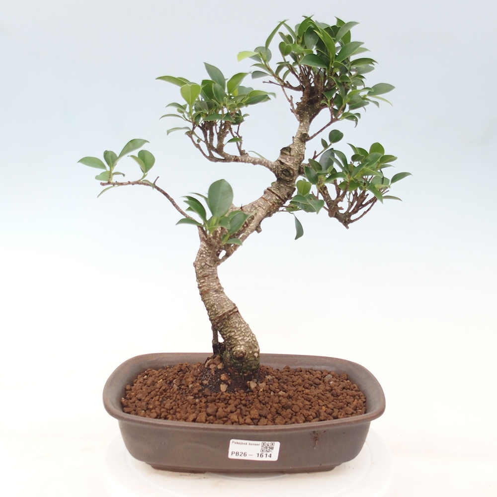 Zimmerbonsai - Ficus kimmen - Kleinblättriger Ficus