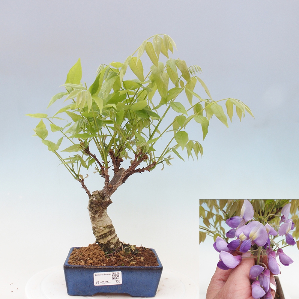 Bonsai für draußen - Wisteria floribunda