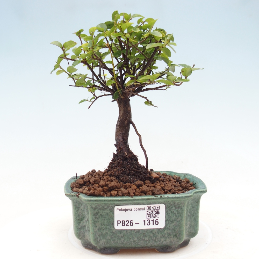 Zimmer Bonsai - Sageretia thea - Sageretia thea