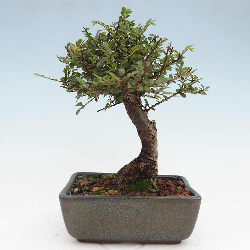 Bonsai für draußen - Ulmus parvifolia Hokkaido - Chinesische Ulme