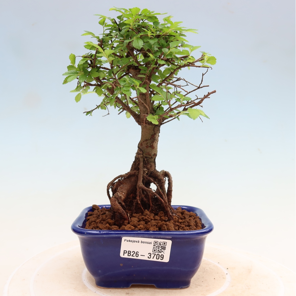 Zimmerbonsai - Ulmus parvifolia - Kleinblättrige Ulme