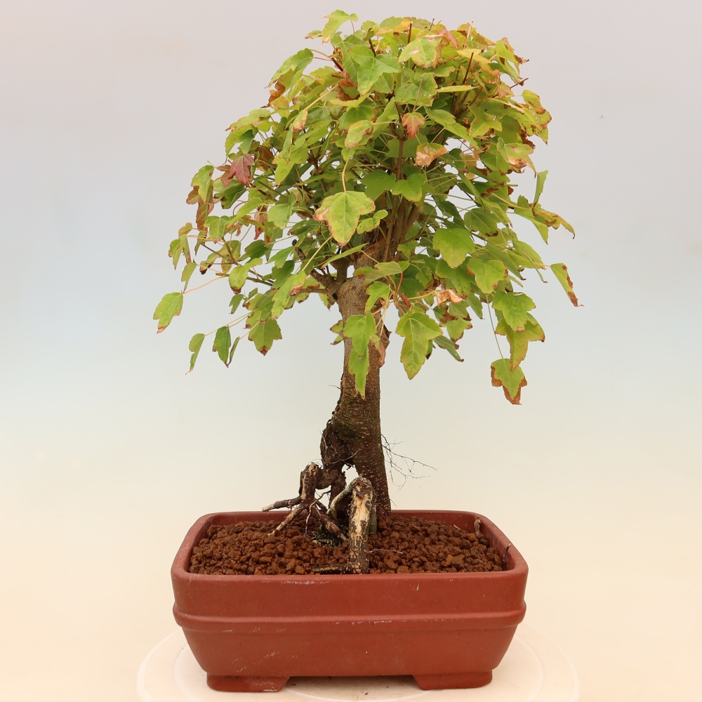 Bonsai für draußen - Ahorn Burger - Acer Burgerianum