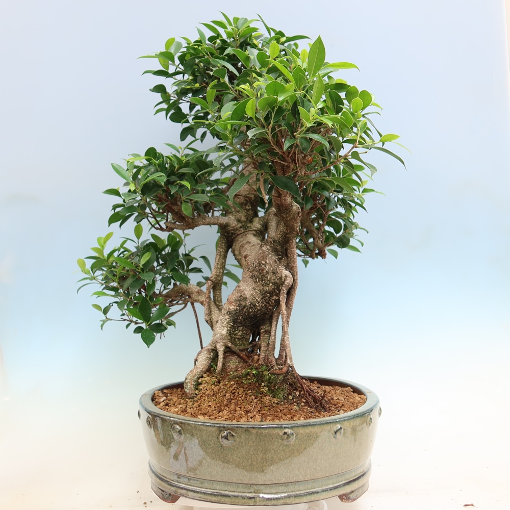 Zimmerbonsai - Ficus kimmen - Kleinblättriger Ficus