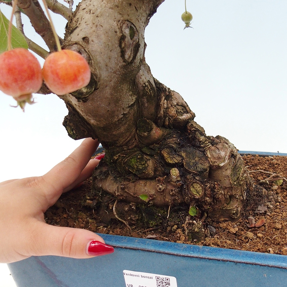 Outdoor-Bonsai -Malus halliana - Kleinfrüchtiger Apfelbaum