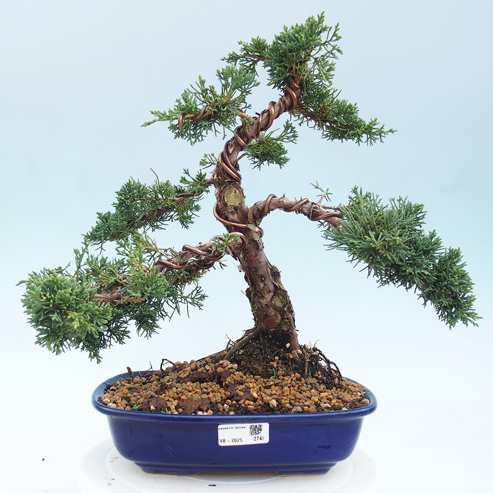 Bonsai für draußen - Juniperus chinensis Kishu