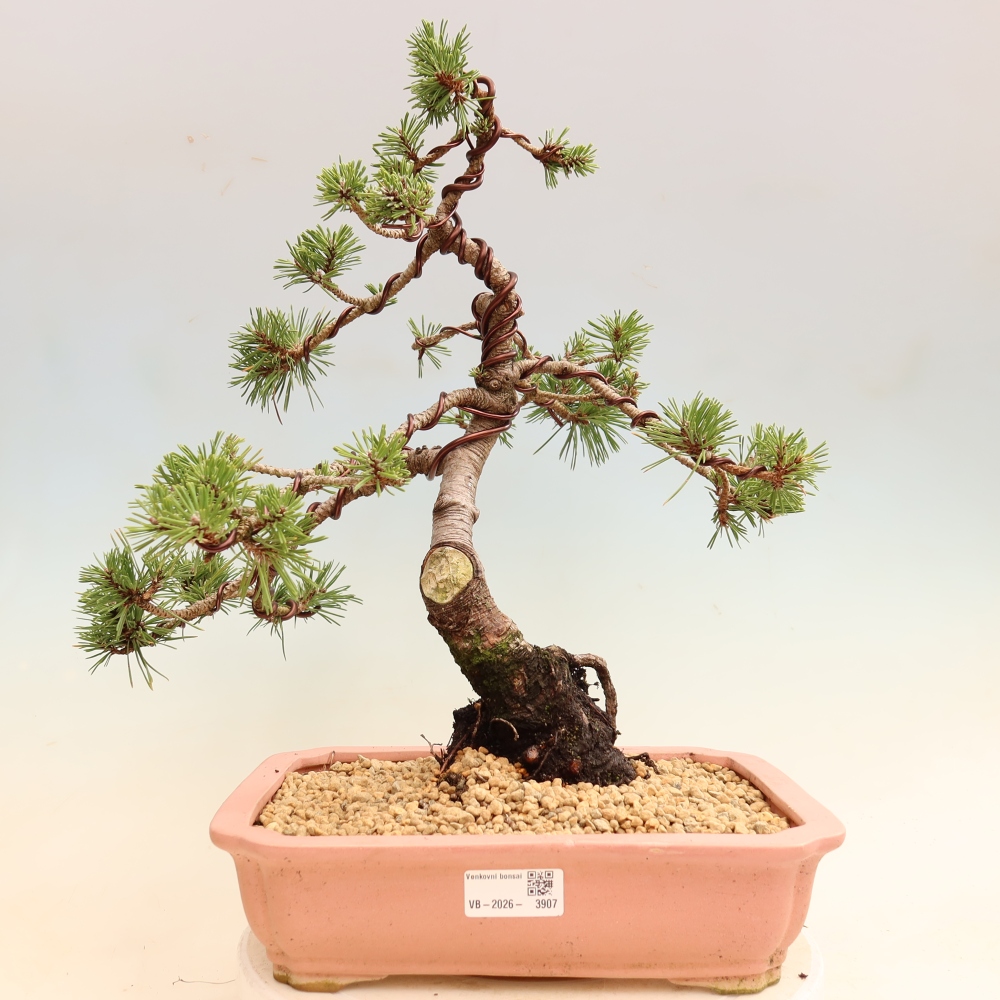 Bonsai für den Außenbereich – Pinus mugo Humpy – Zwergkiefer