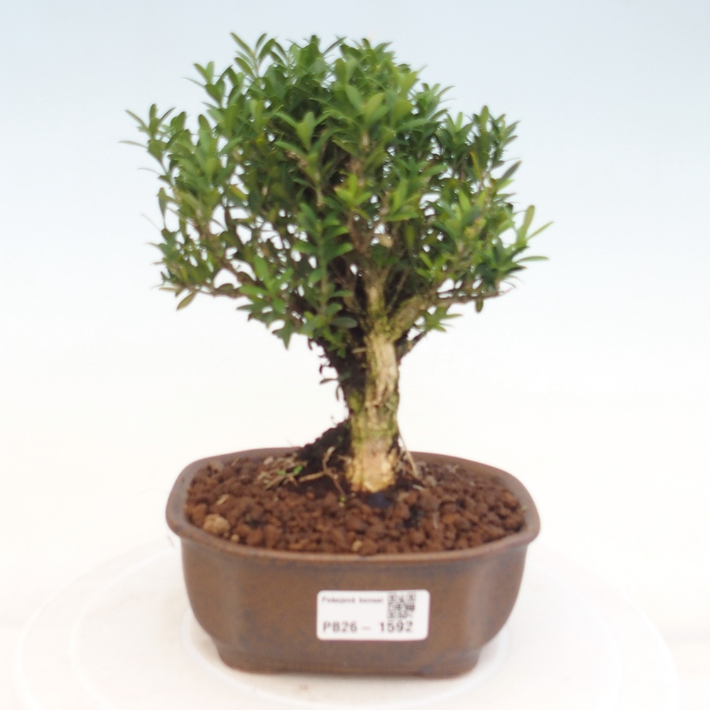 Zimmer Bonsai - Buxus harlandii - Korkbuxus