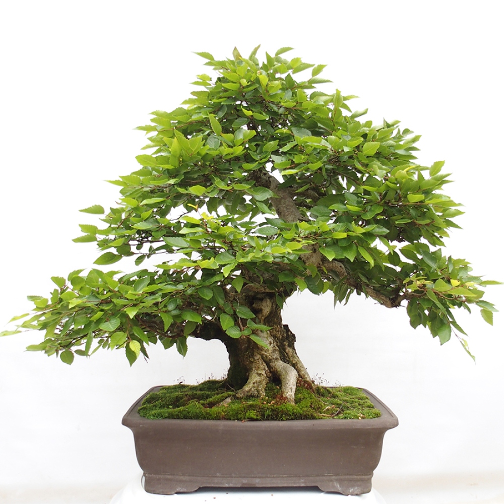 Bonsai für draußen -Carpinus CARPINOIDES - Koreanische Hainbuche