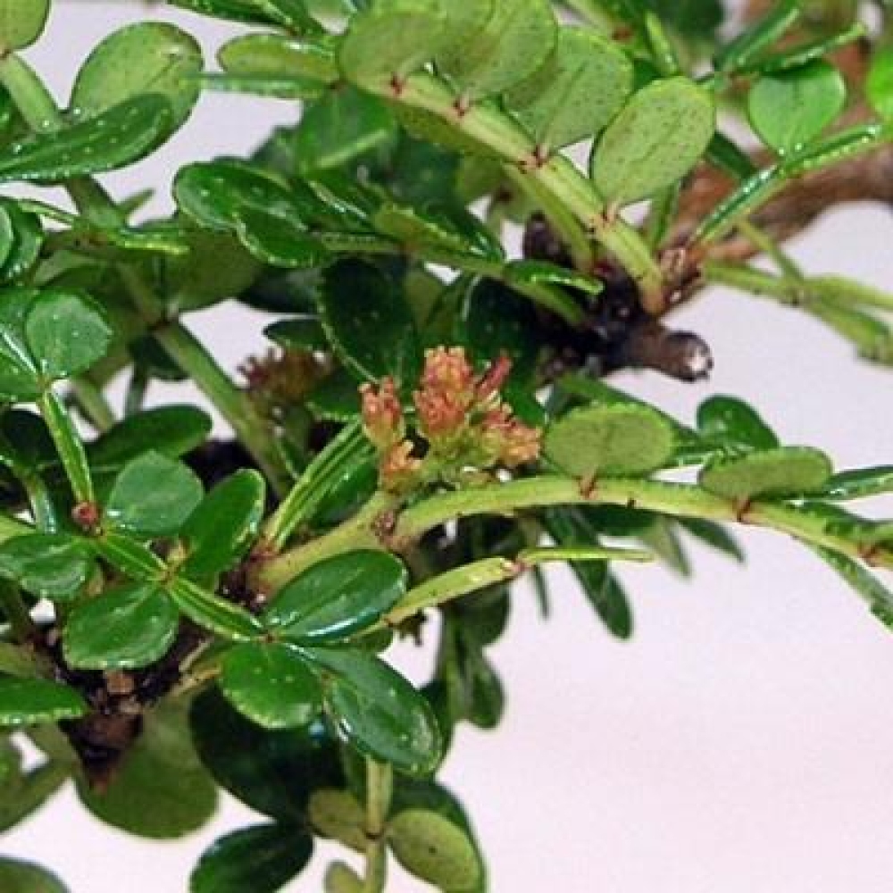 Kokedama mit Untersetzer – Zantoxylum piperitum – Pfefferbaum