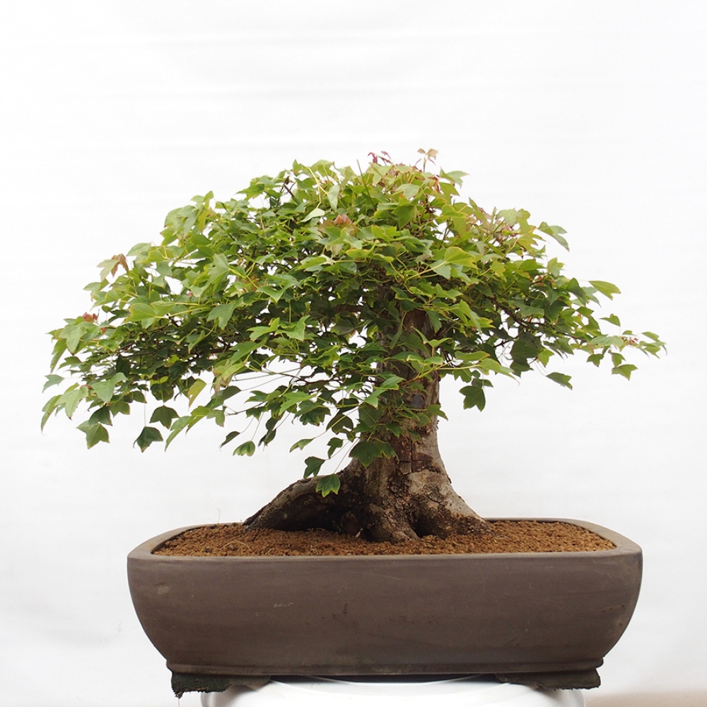 Bonsai für draußen - Acer Buergerianum - Bergahorn