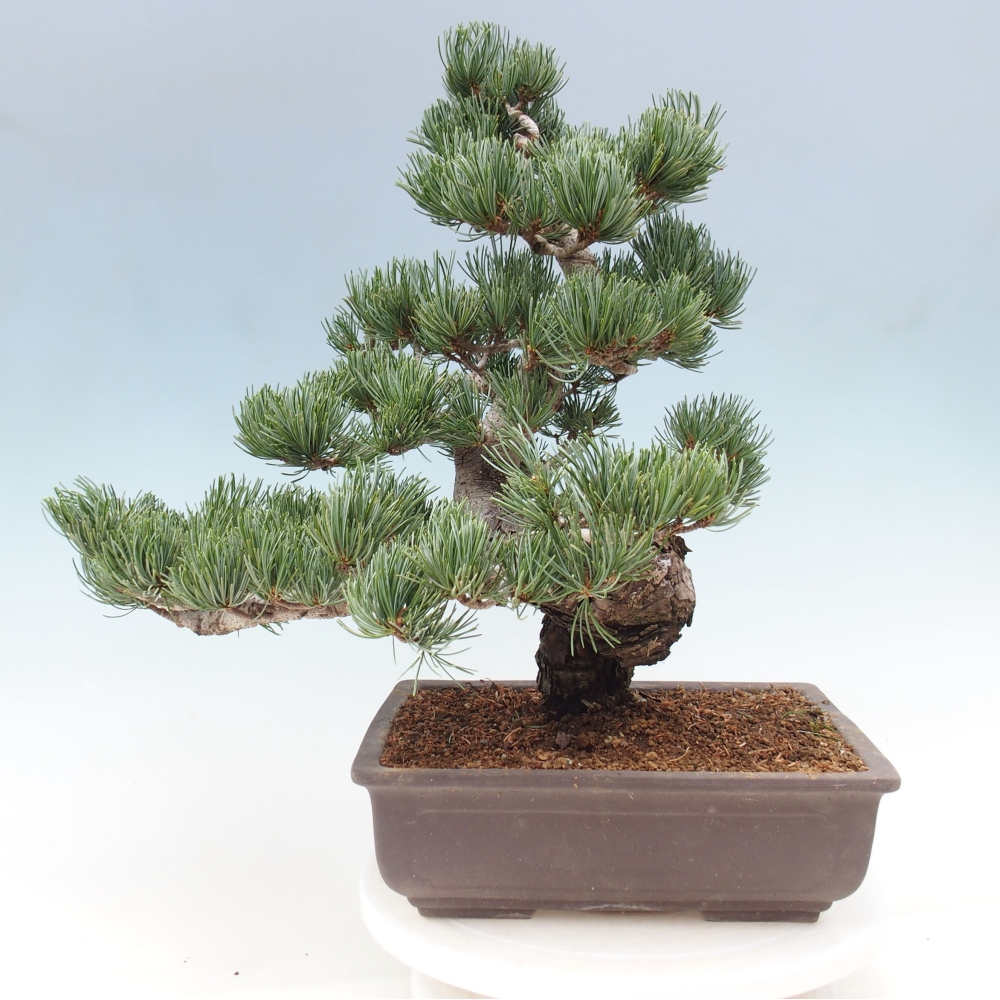 Bonsai für draußen - Pinus parviflora - Pinus parviflora