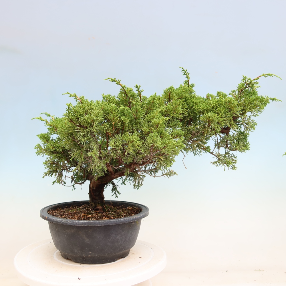 Bonsai für draußen - Juniperus chinensis Itoigawa-Juniperus chinensis