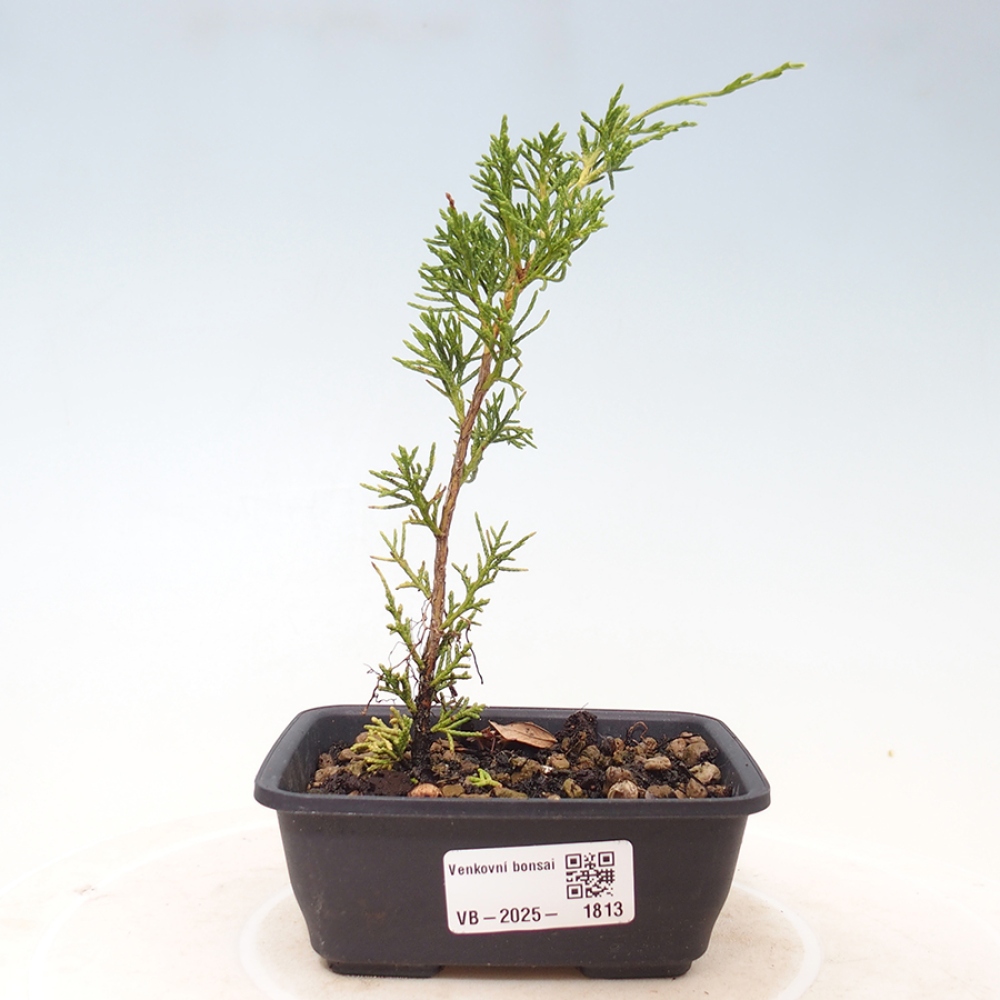 Bonsai für draußen - Juniperus chinensis Itoigawa