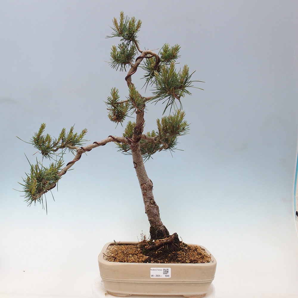 Bonsai für draußen - Pinus Sylvestris Watererri - Waldkiefer