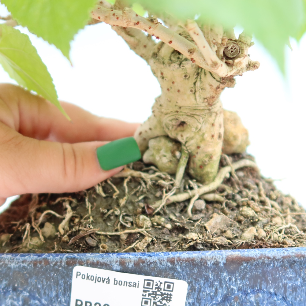 Zimmerbonsai - Hibiscus tiliaceus - Meeres-Hibiskus