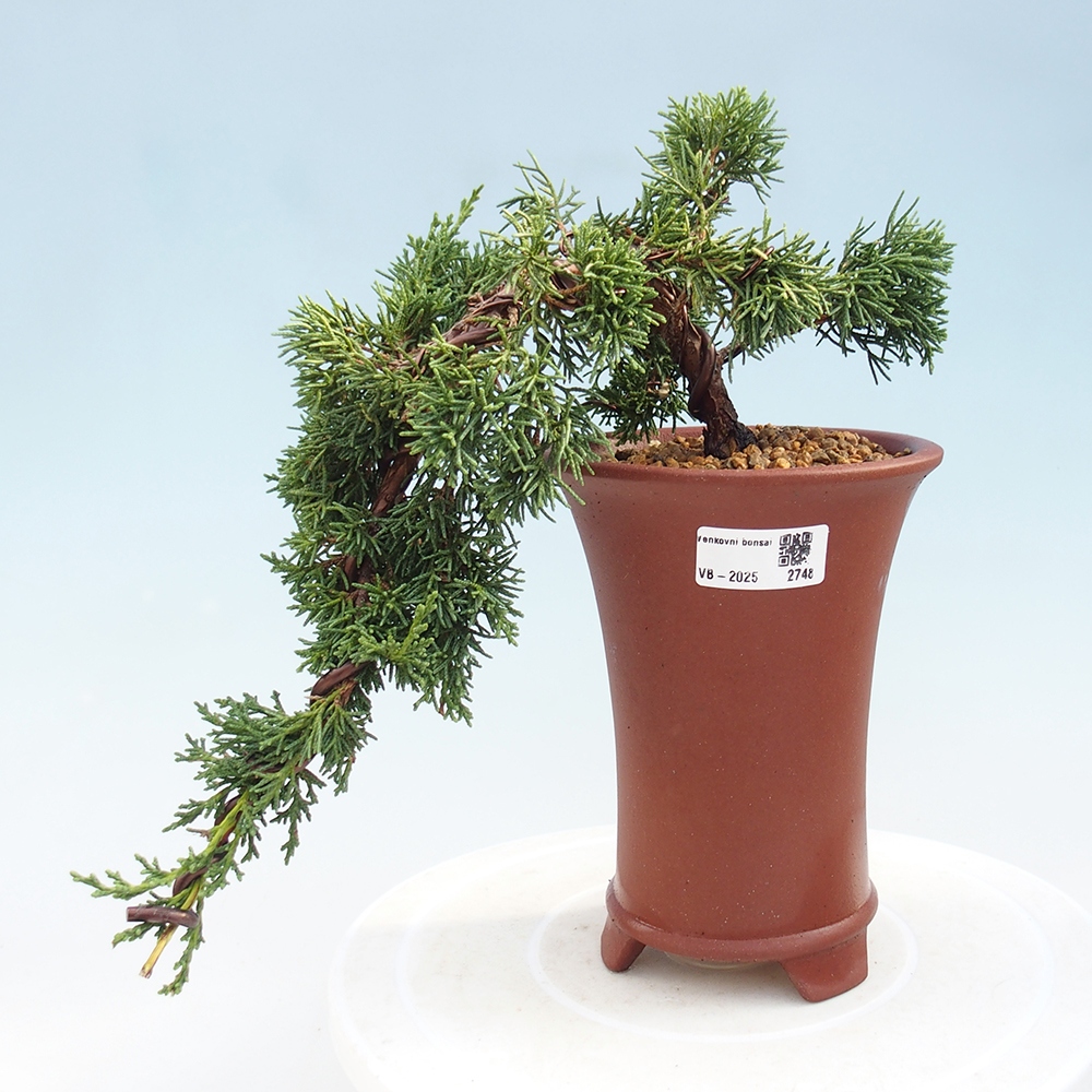 Bonsai für draußen - Juniperus chinensis Kishu