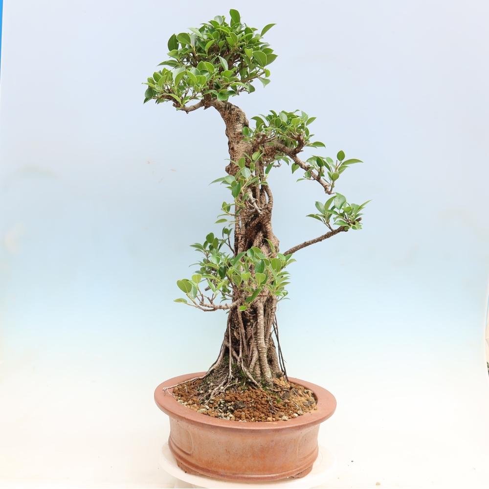 Zimmerbonsai - Ficus kimmen - Kleinblättriger Ficus