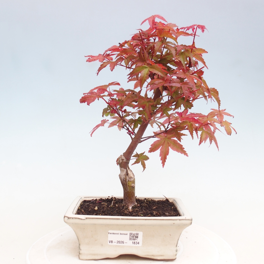Bonsai für draußen - Acer palmatum DESHOJO