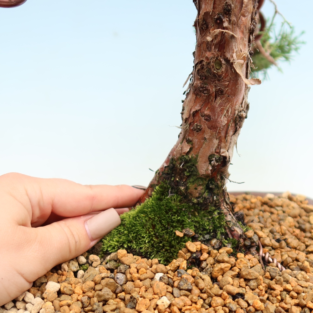 Bonsai für draußen - Juniperus chinensis Kishu