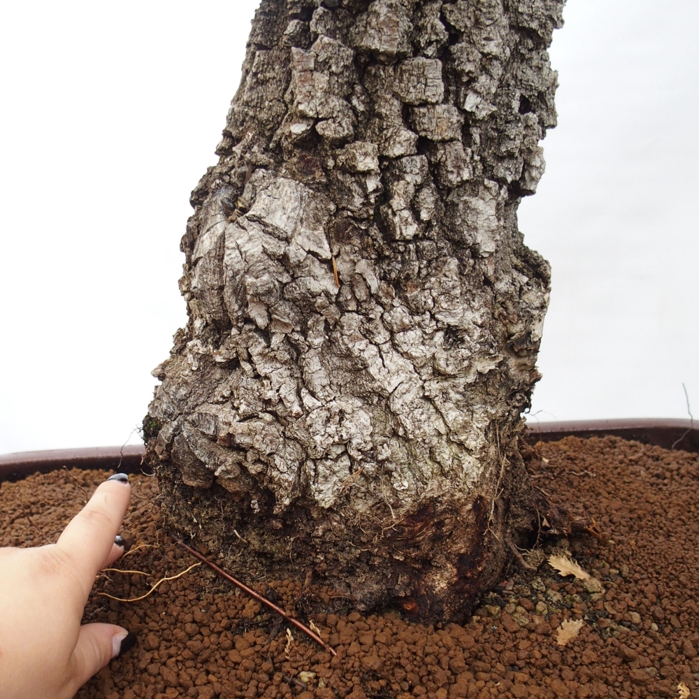 Yamadori - Quercus Ilex - Eichenstechpalme