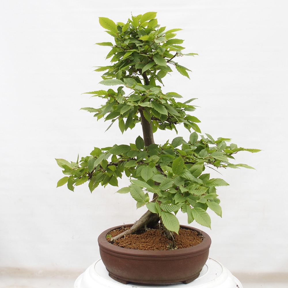 Bonsai für draußen - Hainbuche - Carpinus betulus